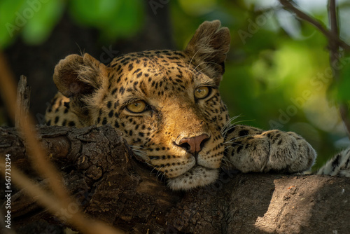 Leopard lies with chin resting on branch photo