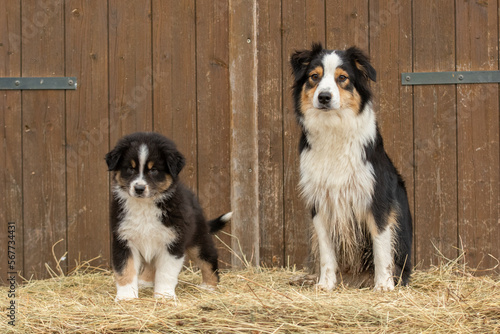 Une chienne de race berger australien avec son chiots bébé dans un élevage  photo