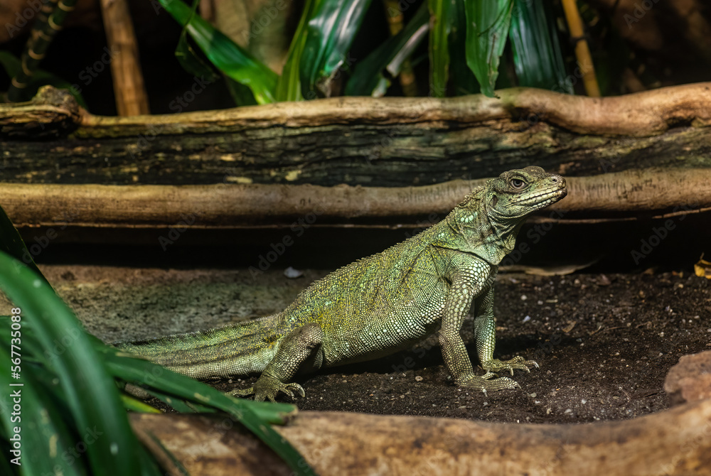 Weber's Sailfin Lizard - Hydrosaurus weberi, special large lizard from tropical forests of Indonesia.