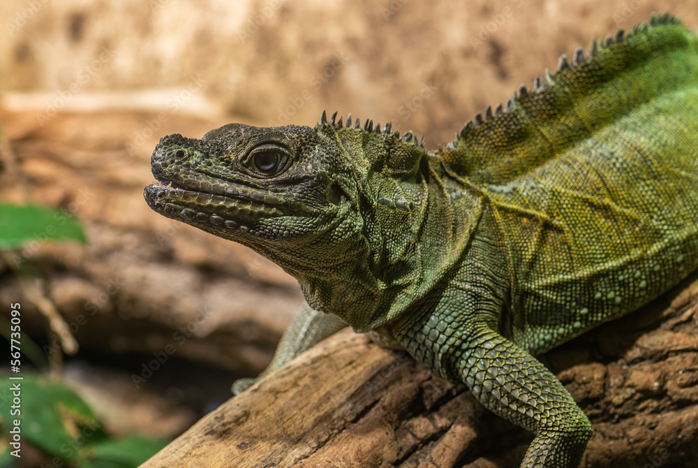 Weber's Sailfin Lizard - Hydrosaurus weberi, special large lizard from tropical forests of Indonesia. Weber's Sailfin Lizard - Hydrosaurus weberi, special large lizard from tropical forests of Indonesia.