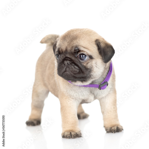 Tiny pug puppy standing in front view and looking away. isolated on white background