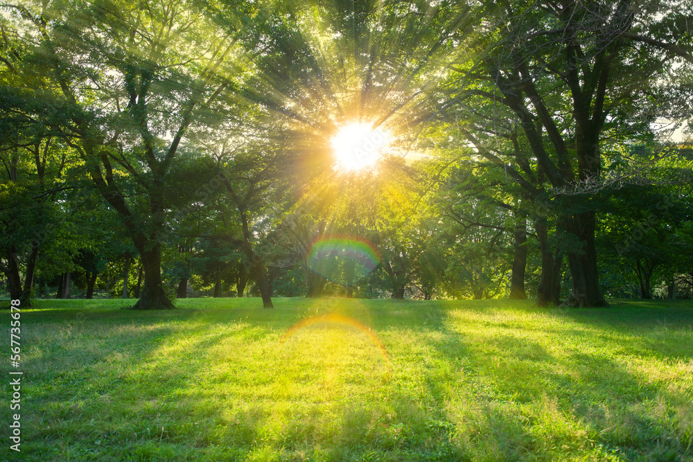 Obraz premium forest sunlight