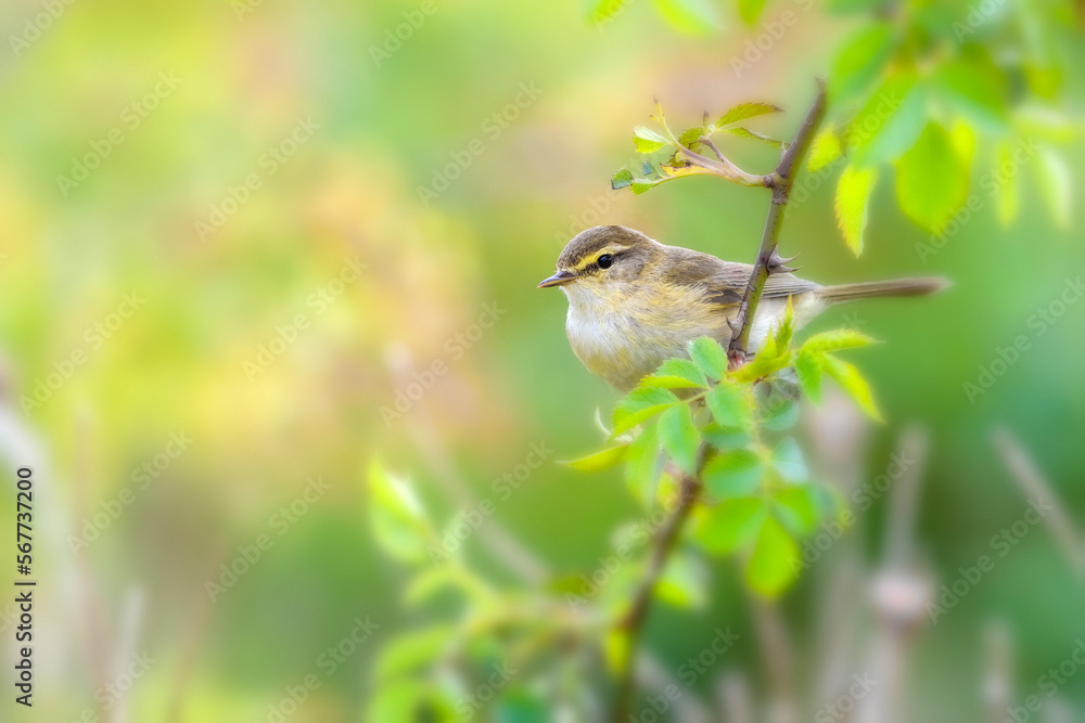 Obraz premium Willow Warbler (phylloscopus trochilus)