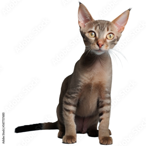 A curious Oriental Shorthair cat sitting idel photo