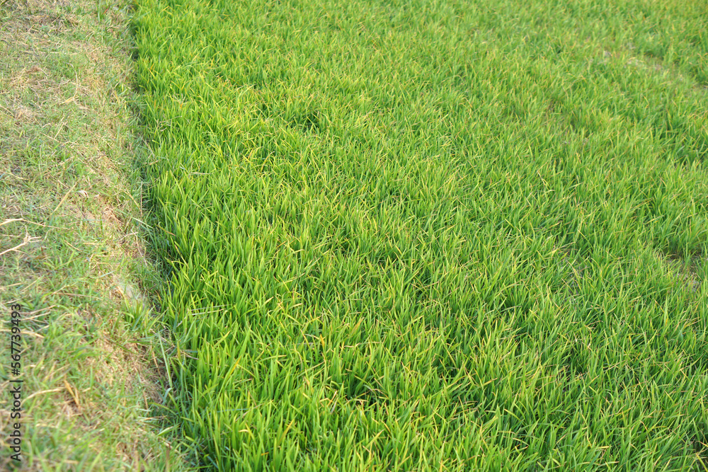 Fototapeta premium beautiful green rice in the off-season in order to produce a high price