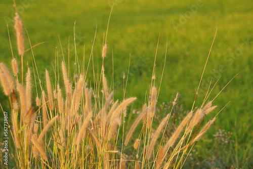 Grass flowers blooming in the rice field background