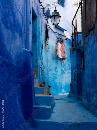 Three cats lying on a ladder in a blue street of Chefchaouen (Morocco) © Miguel