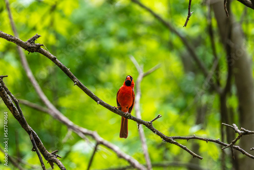 red cardinal in the forest © Jim