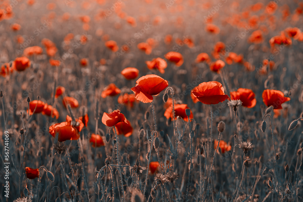 Obraz premium Maki polne.