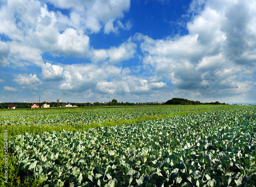 cabbage plantations, agriculture landscape with beautiful sky and clouds