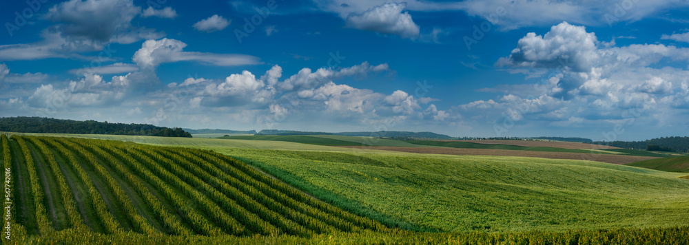 Panoramic Agricultural scenery of on blackcurrant and other color fields and blue sky. Rural Landscape view of fruit plantations.