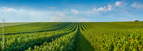 big panoramic view of black currant bushes  rows of fruit plantations under the blue sky