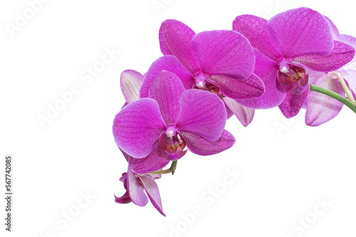 Photo: Isolated magenta orchid blooms Isolated magenta orchid blooms