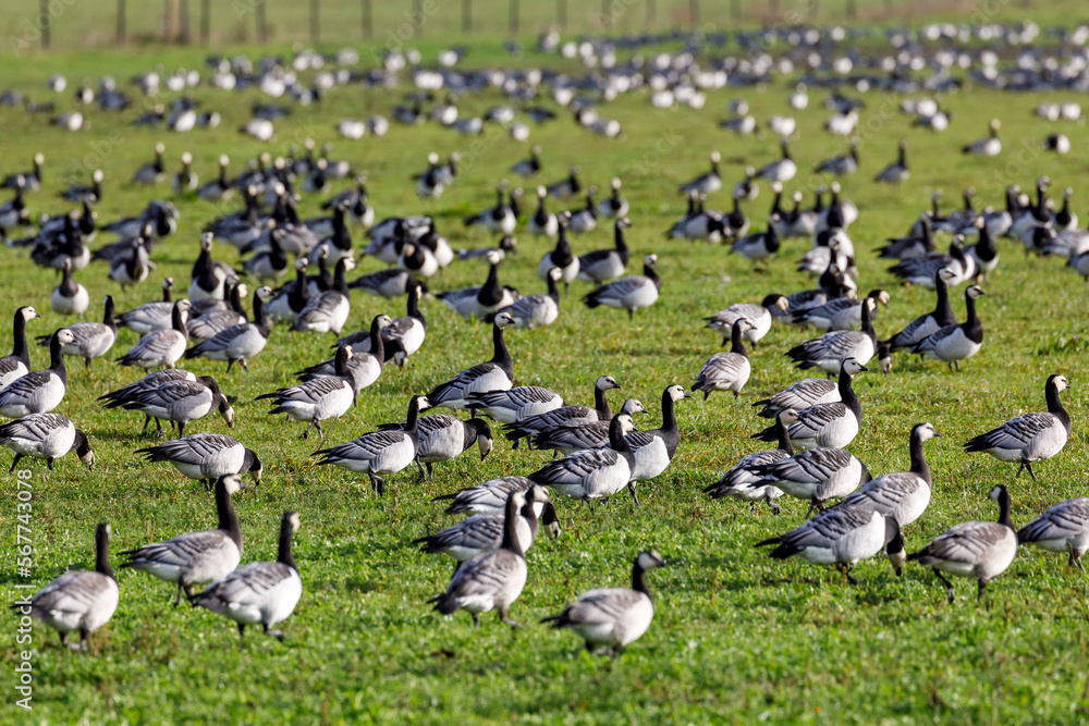 Nonnengaense (Weisswangengans)