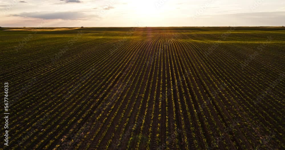 Sunset over agricultural crop plants field at an industrial farm field Sunset over agricultural crop plants field at an industrial farm field
