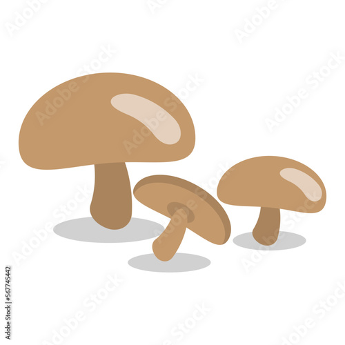 boletus edulis mushroom