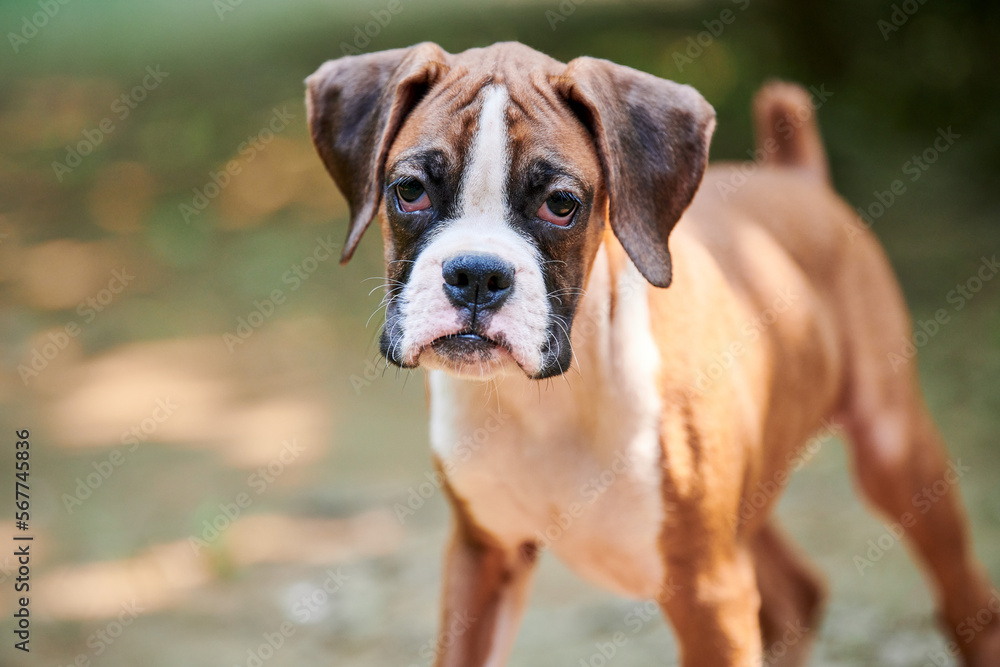 Foto Stock Boxer dog puppy face close up at outdoor park walking, green  grass background, funny cute boxer dog face of short haired dog breed. Boxer  puppy portrait, wrinkled pup brown white