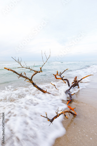 Darsser Ostseekueste - Weststrand Ahrenshoop photo