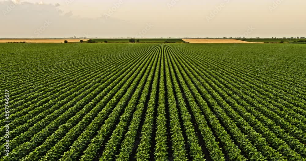 Agricultural soybean plant field at an industrial farm at sunset Agricultural soybean plant field at an industrial farm at sunset
