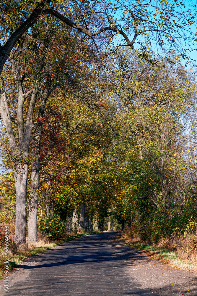 Fototapeta premium Lubuskie, Bogdaniec