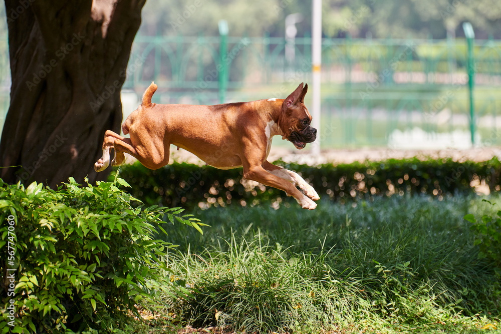 Boxer dog jumping over green bush in public park, outdoor walking with
