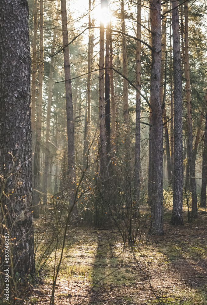 The sun at dawn in the morning shines between the trees in a coniferous forest in woodland, the main forest at dawn The sun at dawn in the morning shines between the trees in a coniferous forest in woodland, the main forest at dawn