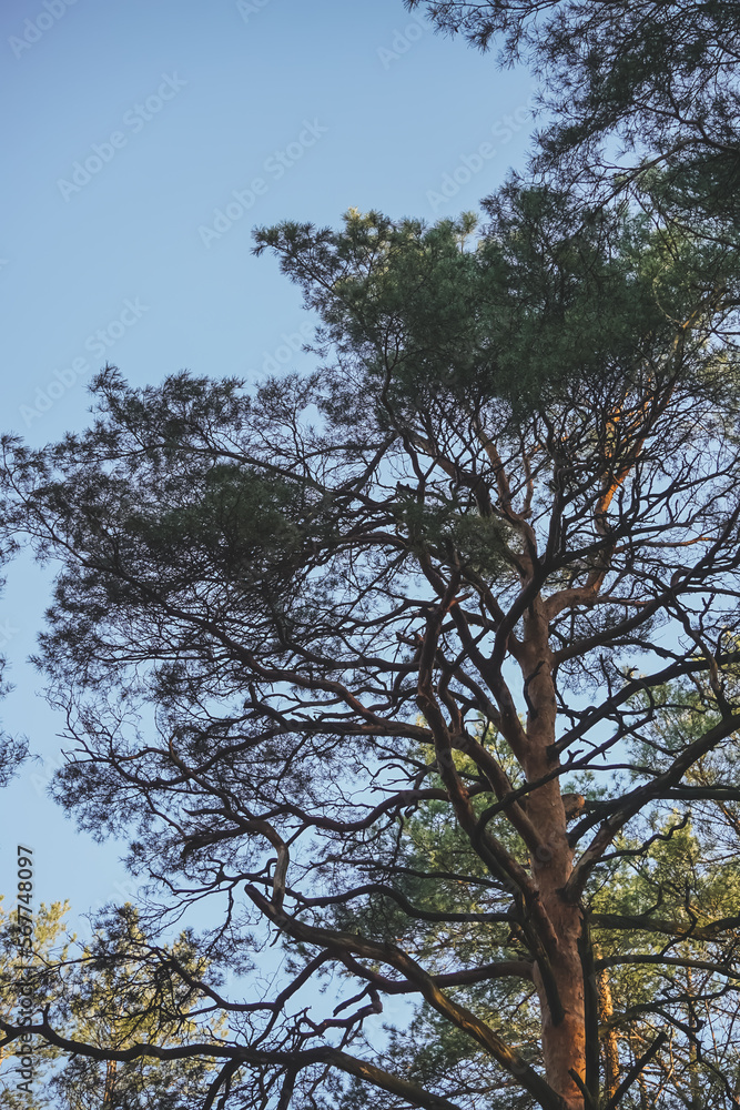 The upper part of the crown of a pine tree with many twisted dry branches, against a blue sky at dawn