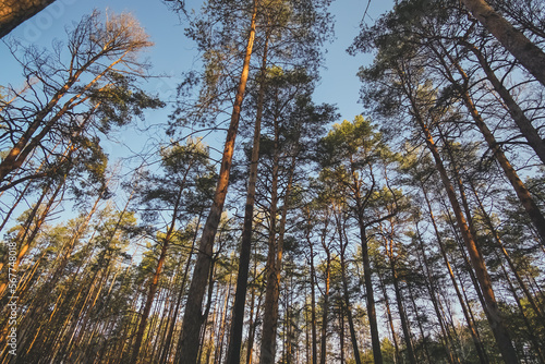 The tops and crowns of pine trees in the forest against a blue cloudless sky at dawn in the morning, looking up in a coniferous forest