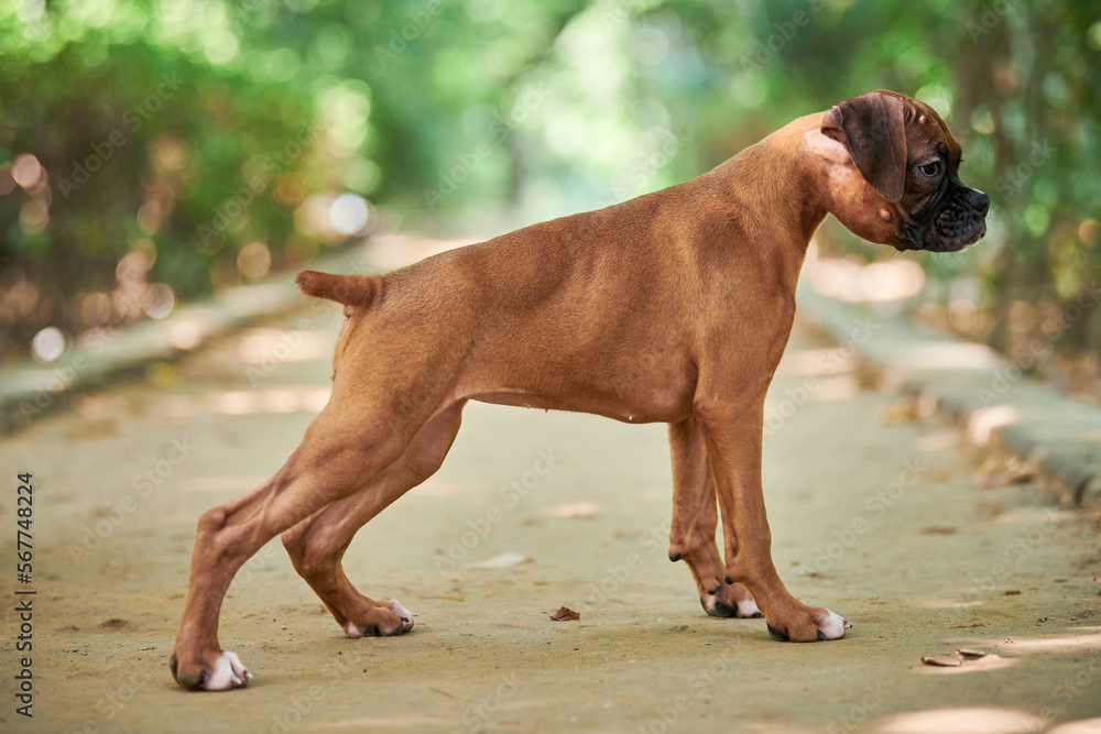 Boxer dog puppy full height side view portrait at outdoor park walking