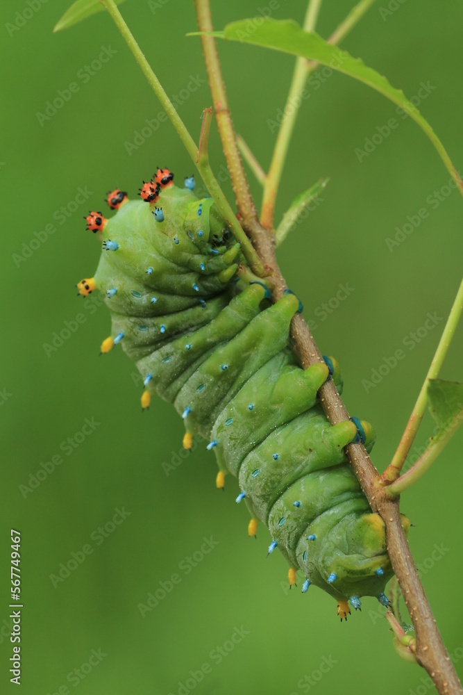 Naklejka premium cecropia moth Hyalophora cecropia caterpillar