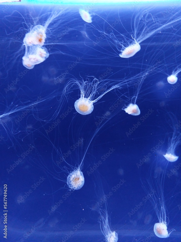 Watching jellyfish in big aquarium in Prague in Czech republic, many types of transparent jellyfish in blue water Watching jellyfish in big aquarium in Prague in Czech republic, many types of transparent jellyfish in blue water