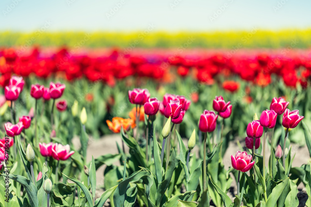 Tulip field landscape in spring flowers in bloom.