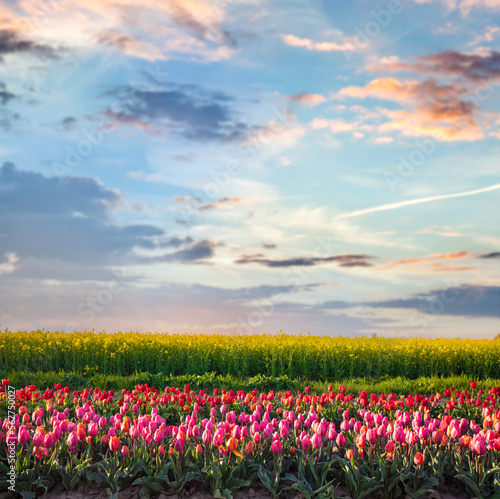 Fototapeta Naklejka Na Ścianę i Meble -  Tulip flowers field at sunset in spring