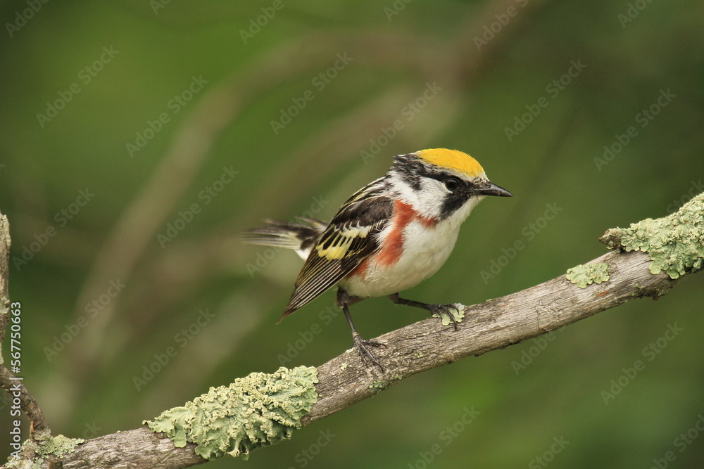 Fototapeta premium chestnut sided warbler (Setophaga pensylvanica)