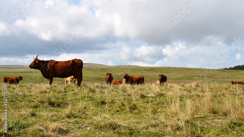 A cow grazing in the mountain pasture with cows of Salers breed