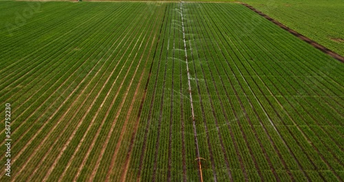 Drone shot of agricultural irrigation system on industrial onion farm