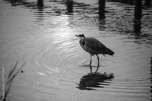 great heron