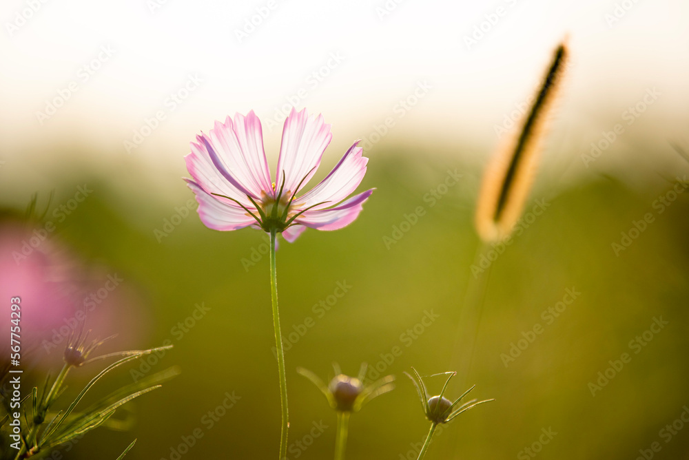 Fototapeta premium pink flower