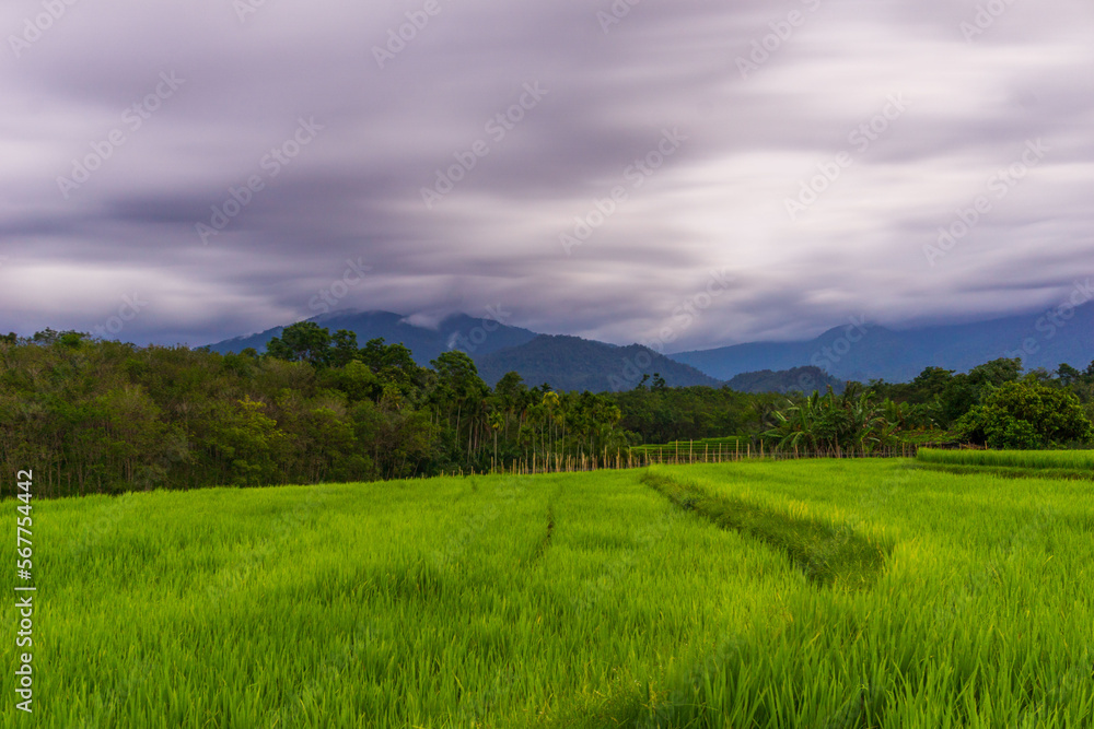 Beautiful morning view indonesia Panorama Landscape paddy fields with beauty color and sky natural light