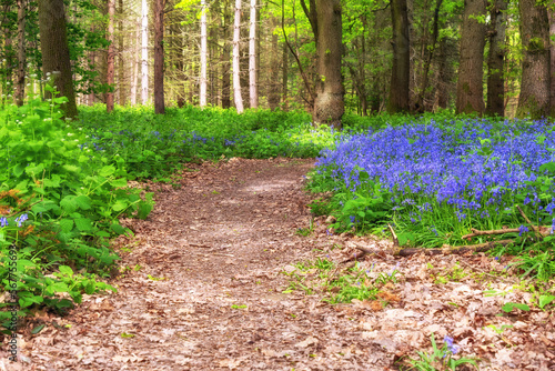 Path tthrough the Bluebells