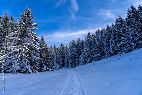 Weg in Winterlandschaft mit schneebedecktem Wald © Oliver Dünser