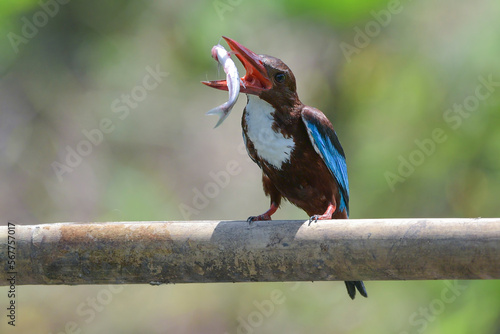 White throated kingfisher on a branch holding a fish in its beak, Indonesia photo