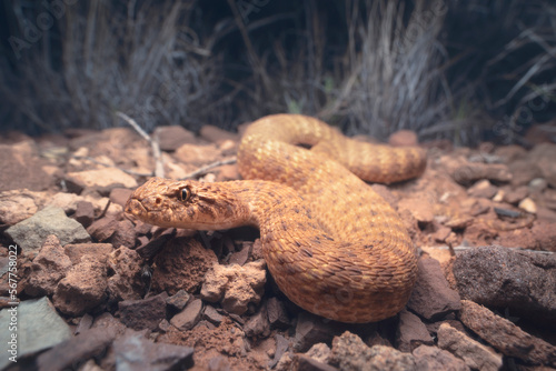 Close-up of a Desert death adder (Acanthophis pyrrhus) slithering along a rocky surface at night, Australia
