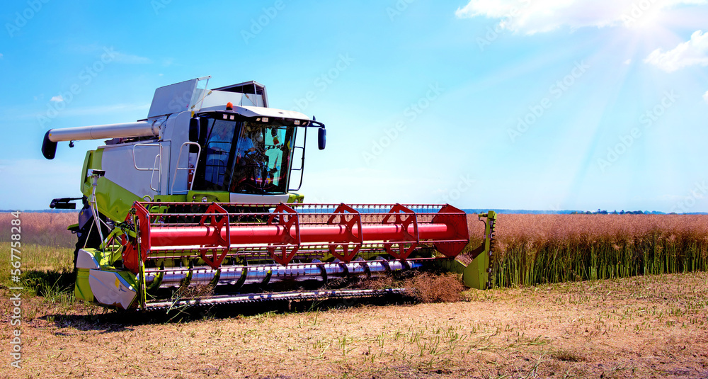 Agroindustrial industrial landscape with combine harvesters picking up hay on a rape field on a sunny day against a background of cloudy sky. (good prosperity, food safety, jobs - endpoint)