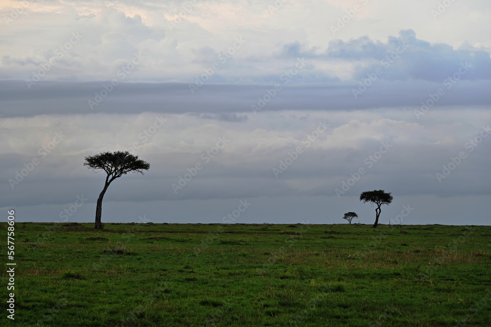 Maasai Mara, tres árboles en el horizonte, Kenia