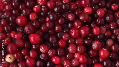 Fresh red cranberry berries close-up slowly rotate.