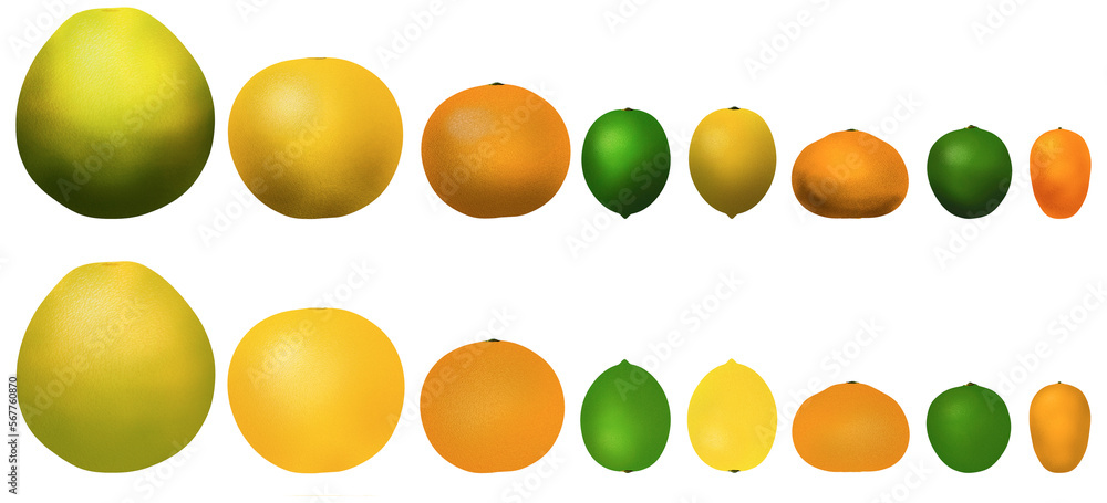 Eight popular citrus fruits are pictured in a 3D illustration. These include: pomelo, grapefruit, orange, lime, lemon, tangerine, key lime and kumquat. Eight popular citrus fruits are pictured in a 3D illustration. These include: pomelo, grapefruit, orange, lime, lemon, tangerine, key lime and kumquat.