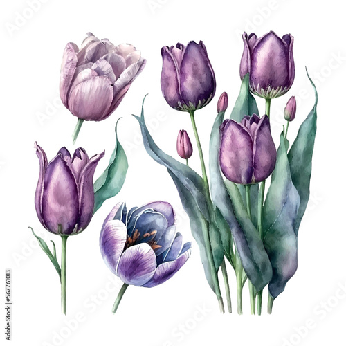 Illustration of watercolor hand drawn set of colorful puple tulips isolated on white background. Spring flowers. Card for Mothers day, 8 March, wedding.