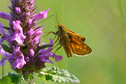 Butterfly the large skipper, Ochlodes sylvanus, feeding on nectar from the field wild flower. Carpathians Ukraine