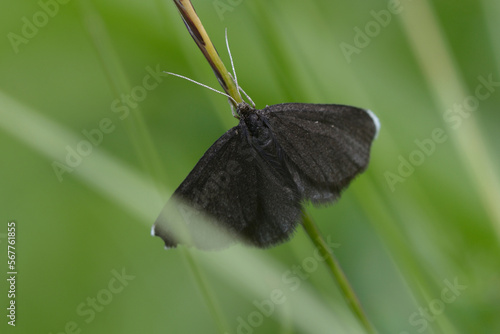 Butterfly the chimney sweeper, Odezia atrata, sitting on the plant stem, field. Carpathians Ukraine photo